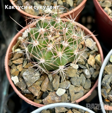 Кактус вид Echinopsis Hybrid бял лебед, снимка 3 - Градински цветя и растения - 54593949
