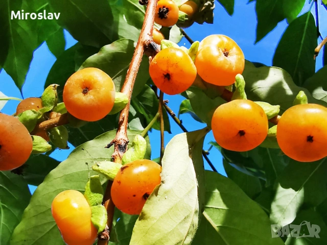 Кавказка хурма (Мини райска ябълка), снимка 4 - Градински цветя и растения - 54725648