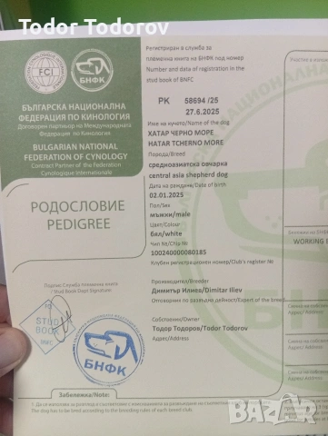 Алабай за разплод , снимка 4 - Алабай - 54373381