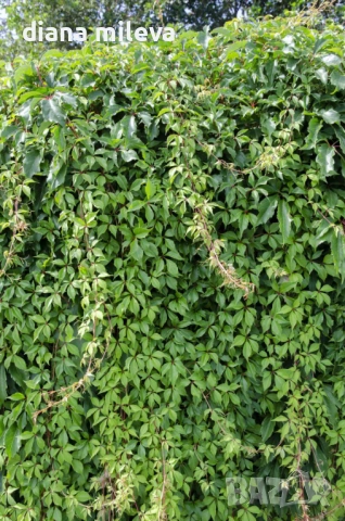Дива лоза (Parthenocissus quinquefolia), снимка 2 - Градински цветя и растения - 54905860