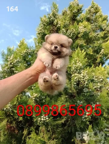 Прекрасен избор на мъжки и женски Померани. , снимка 8 - Померан - 55607413