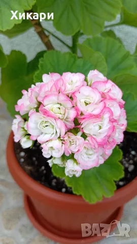 Сортово мушкато Pelargonium Appleblossom rosebud, снимка 3 - Стайни растения - 55299219