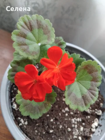 Наситено червено Зонално Мушкато с декоративни листа (Pelargonium)