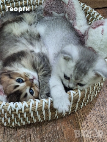 Британски късокосмести, снимка 7 - Британска късокосместа - 54100765