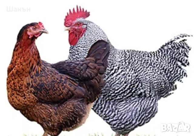 Продавам пиленца и кокошки, снимка 2 - други­ - 55203876