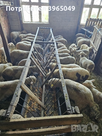 продавам агнета месодайни и плевенски 6 € на килограм
