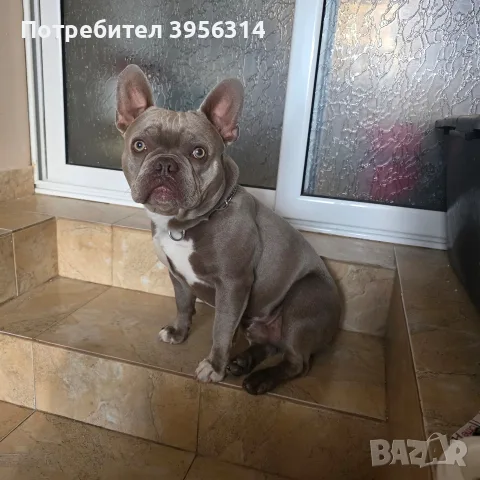 френски булдог на 1гудина , снимка 6 - Френски булдог - 55326268