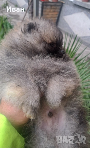 Померан, снимка 4 - Померан - 54050147