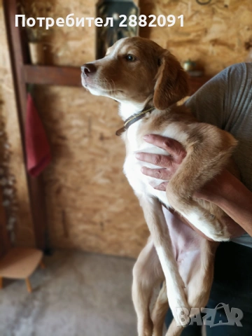 Подарява се 5 месечно женско куче, снимка 4 - Други - 54183716