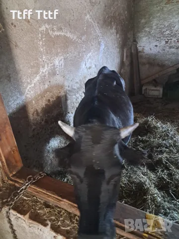 3 женски 1 мъжко породисти, снимка 9 - Крави - 55596541