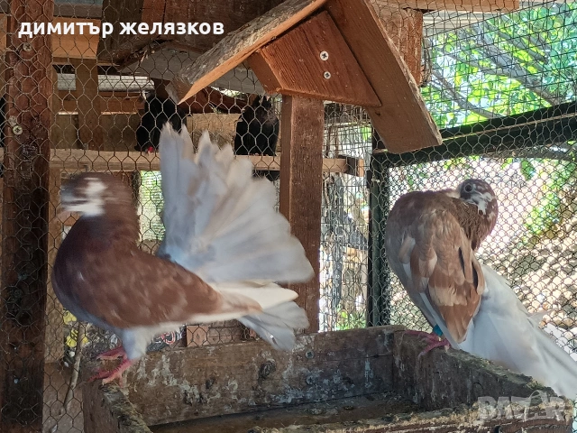 млади фенерлий. от едно люпило, снимка 3 - Гълъби - 55289433