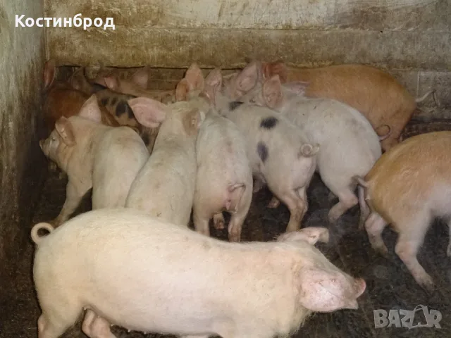 СВИНЕ МАЙКИ И прасета  - ЛИКВИДАЦИЯ, снимка 5 - Прасета - 55636190