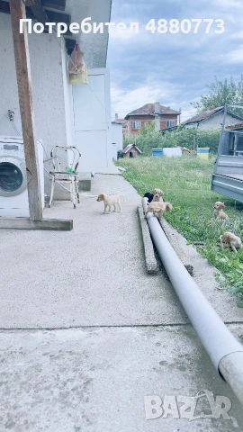Продавам кученце Английски кокер шпаньол, снимка 12 - Шпаньоли - 55224001