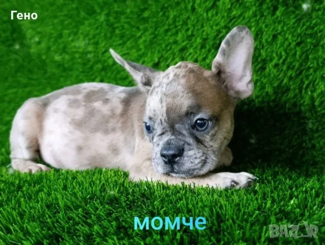 Свободни три мъжки и три женски Френски булдог