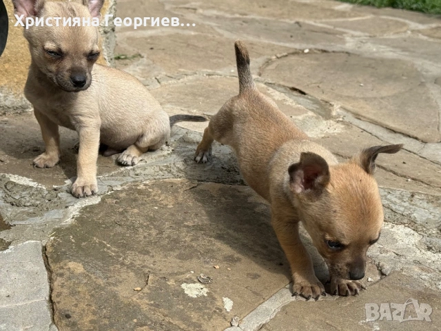     Чихуахуа бебета – 2 мъжки , снимка 3 - Чихуахуа - 54710194