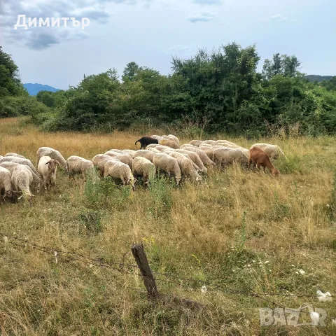 продават се 60 броя овце, снимка 5 - Овце - 55365697