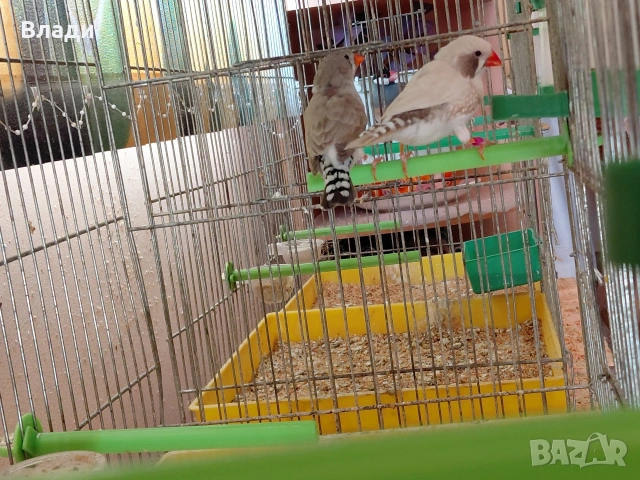 Зеброви амадини джъмбо, снимка 5 - Амадини - 54250789