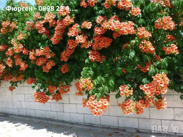  Текома (Tecoma stans) – слънчевата красавица с оранжеви цветове, снимка 3 - Разсади - 55415882