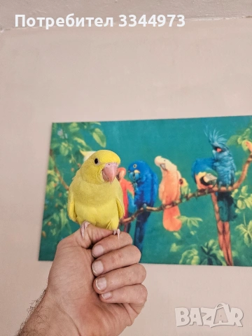 малки александри , снимка 7 - Папагали - 54236327
