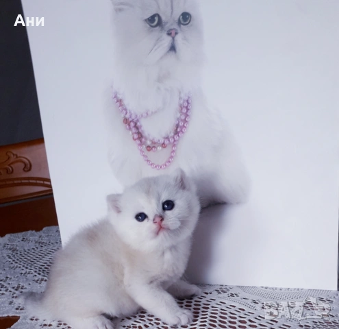 Уникални Котенца от Елитни Родители със Родословие, снимка 2 - Британска късокосместа - 54379686