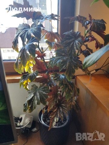 Бегония Диадема , снимка 3 - Стайни растения - 54311276