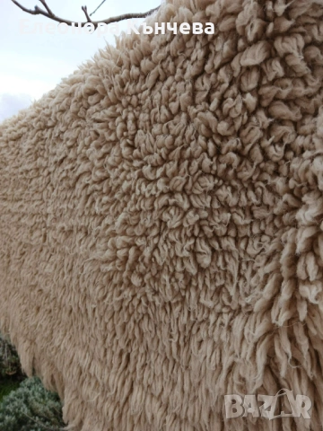 Китеник с къс косъм