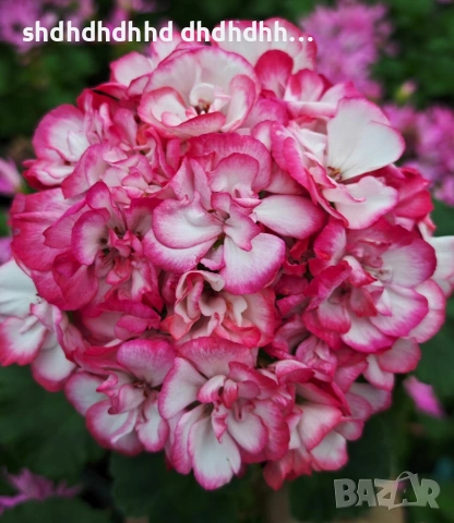 Сортови Мушката за колекционери 5 € за брой ( четири цвята )