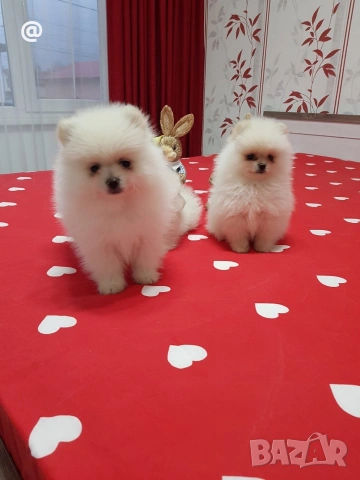 Померан померанчета свободни Гр. София, снимка 3 - Померан - 54000215