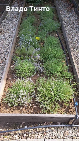 разсад от Thymus vulgaris - German winter, снимка 3 - Разсади - 54747408