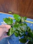Растения анубиас, снимка 3
