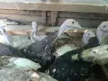 Продавам пуйки  на 6м., снимка 2