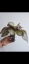 Еписция, episcia Jim's rose garden, снимка 2
