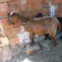 Три кози и 4 ярета, снимка 4
