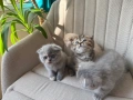 Британска/ шотландка късокосместа, снимка 4