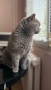 Британски котарак , снимка 4