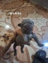 Френски булдог , снимка 2