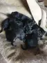 Подарявам лабрадорчета , снимка 2