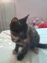 Бездомно женско коте, снимка 1