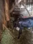 телета възраст от 25 дни до 8 месеца , снимка 13