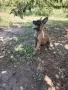 Белгийски овчарки малиноа, снимка 2