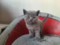британска късокосместа , снимка 4