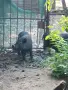 Продавам Англонобийски пръч за разплод , снимка 6