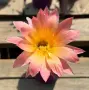 Цъфтящи Кактуси Echinopsis Hybrid омбре преливащи се цветове , снимка 9