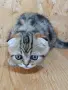 шотландски красоти , снимка 4