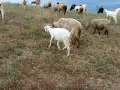 Каракачански овце за разплод, снимка 1