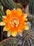 Кактус Trichocereus Hybrid оранжев цвят, снимка 1