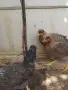 Свободни женски Крем Лекбар на 4 месеца. Само лично предаване за Варна 0886167714 , снимка 6