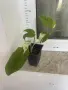Epipremnum Pinatum Marble, снимка 4