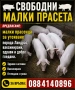 Прасета, снимка 1