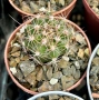 Кактус вид Echinopsis Hybrid бял лебед, снимка 3